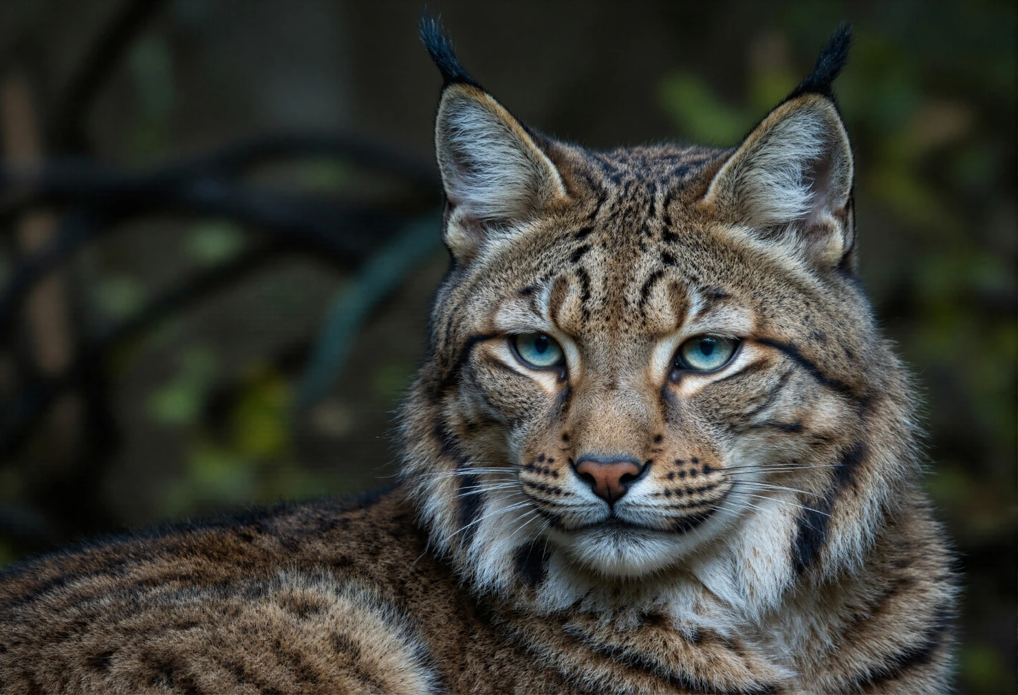 Majestic Lynx with Piercing Blue Eyes in Natural Habitat #40302
