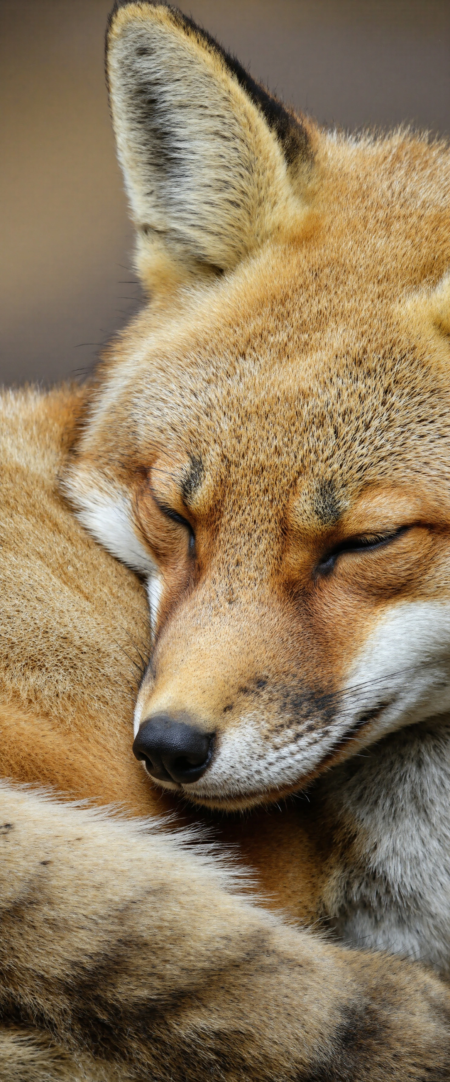 Sleeping Fox A Peaceful Portrait #40303