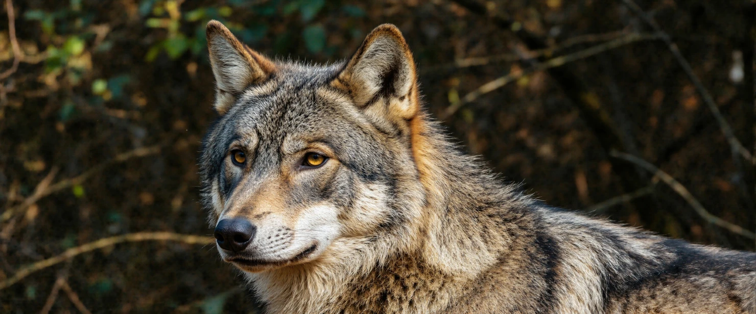 Majestic Wolf A CloseUp Portrait #40306