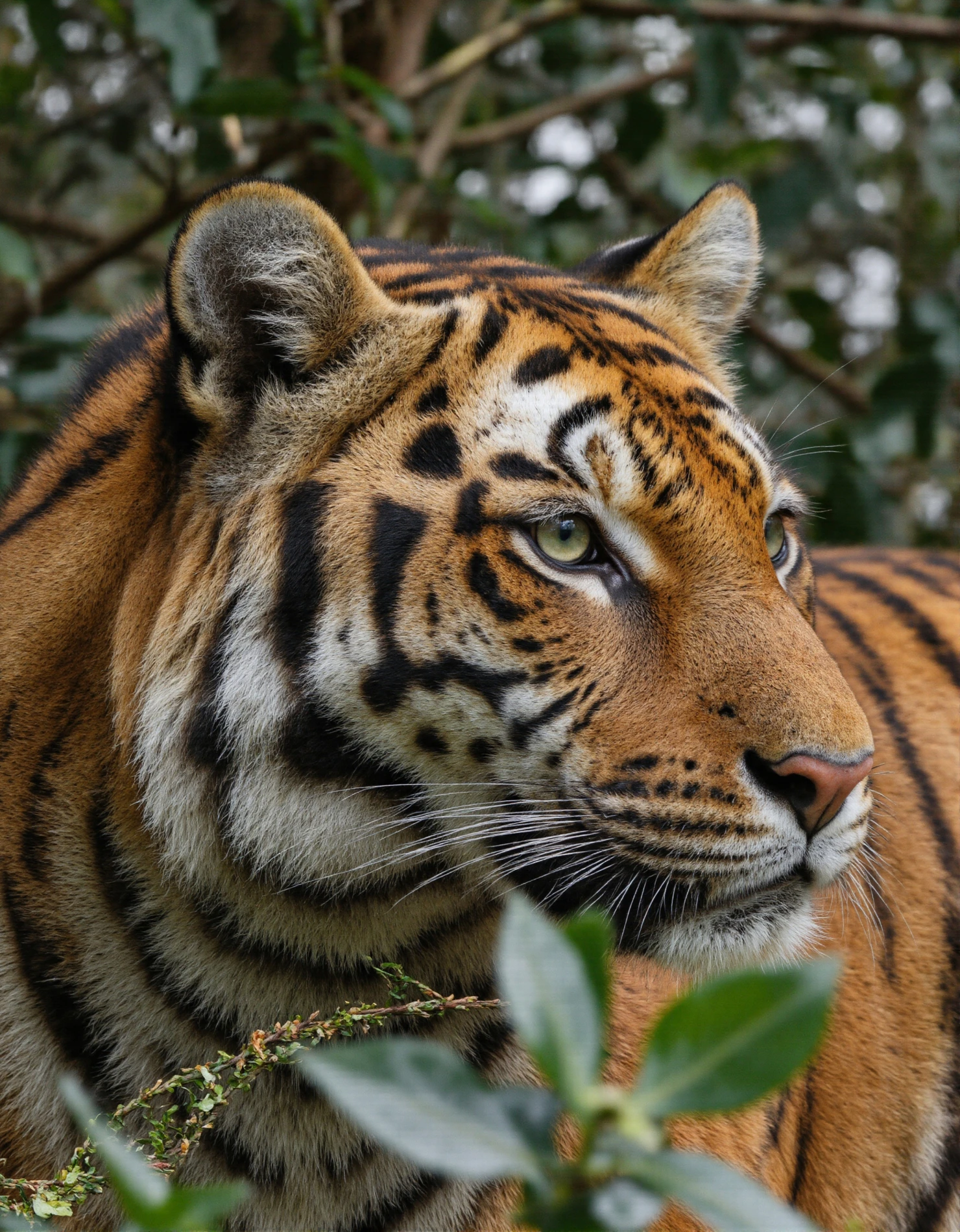 Majestic Siberian Tiger Profile with Intense Gaze #40307