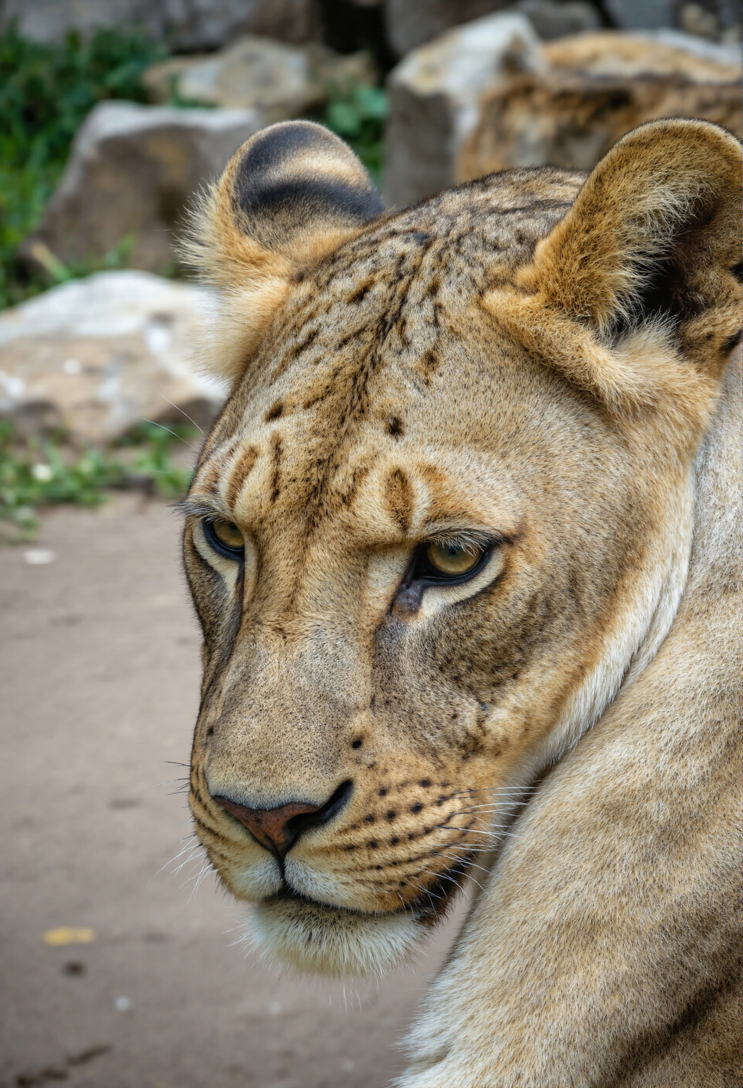Close-up of a majestic lioness gazing over her shoulder #40309