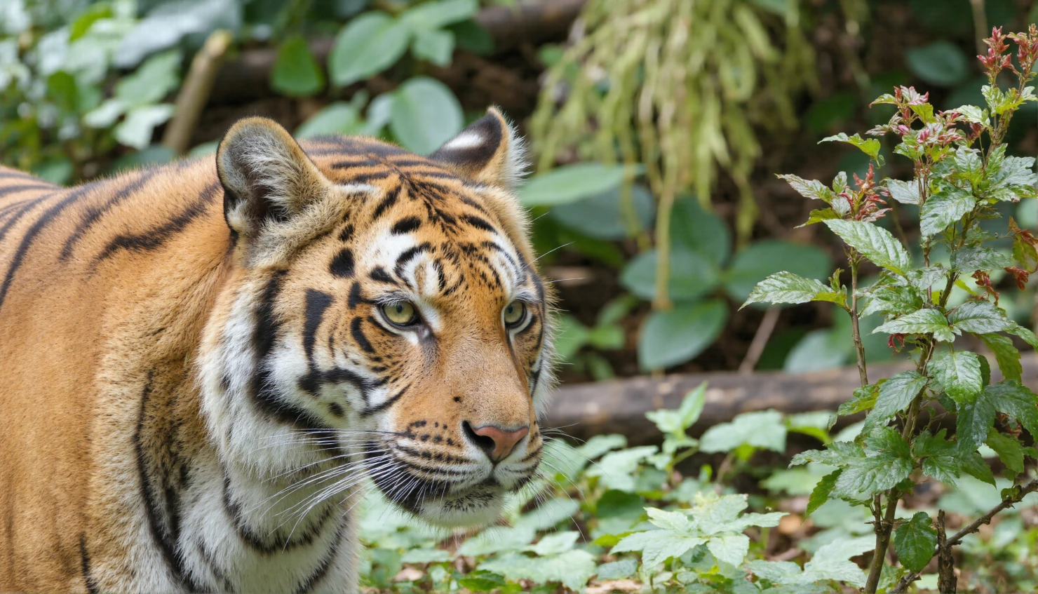 Majestic Siberian Tiger Gaze #40312
