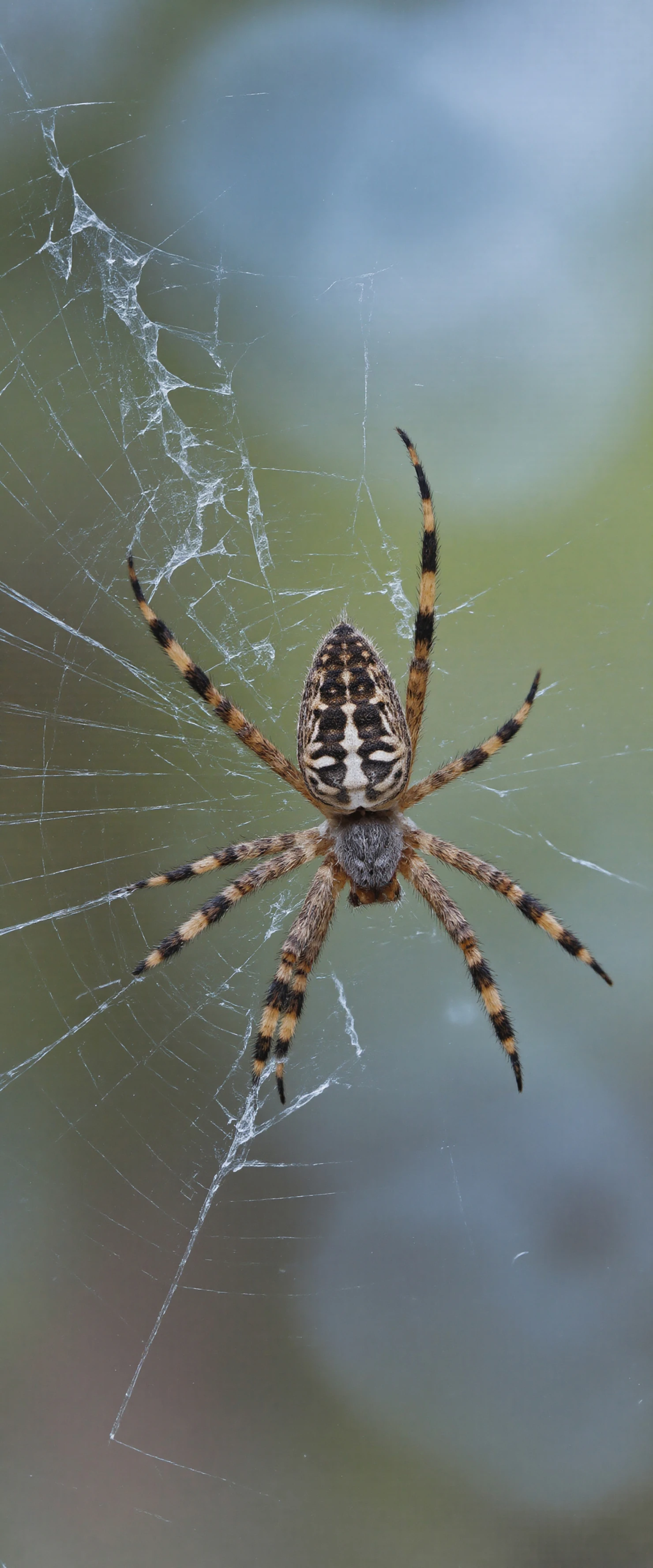 Orb-weaver spider in its web #40315