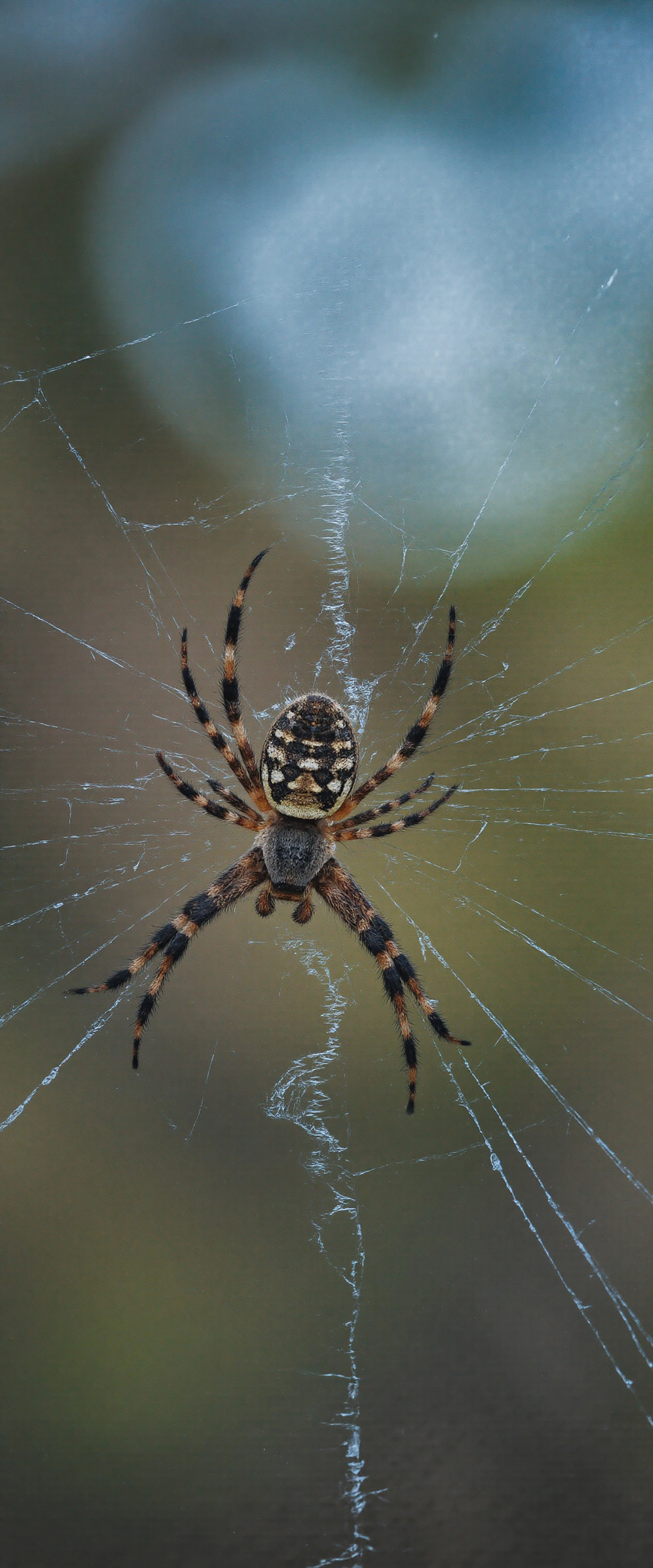 Spider in its web #40316
