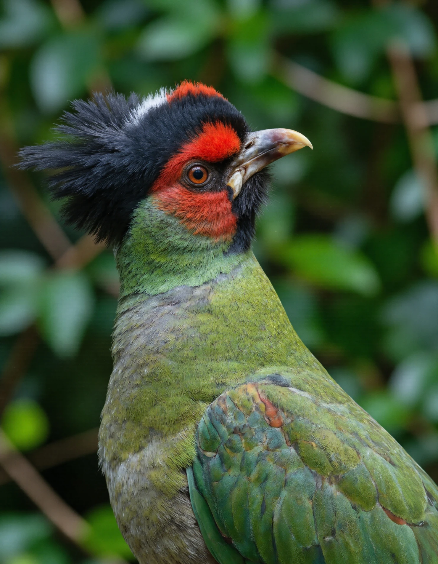 Red-crested Turaco perched on a branch, close-up #40317
