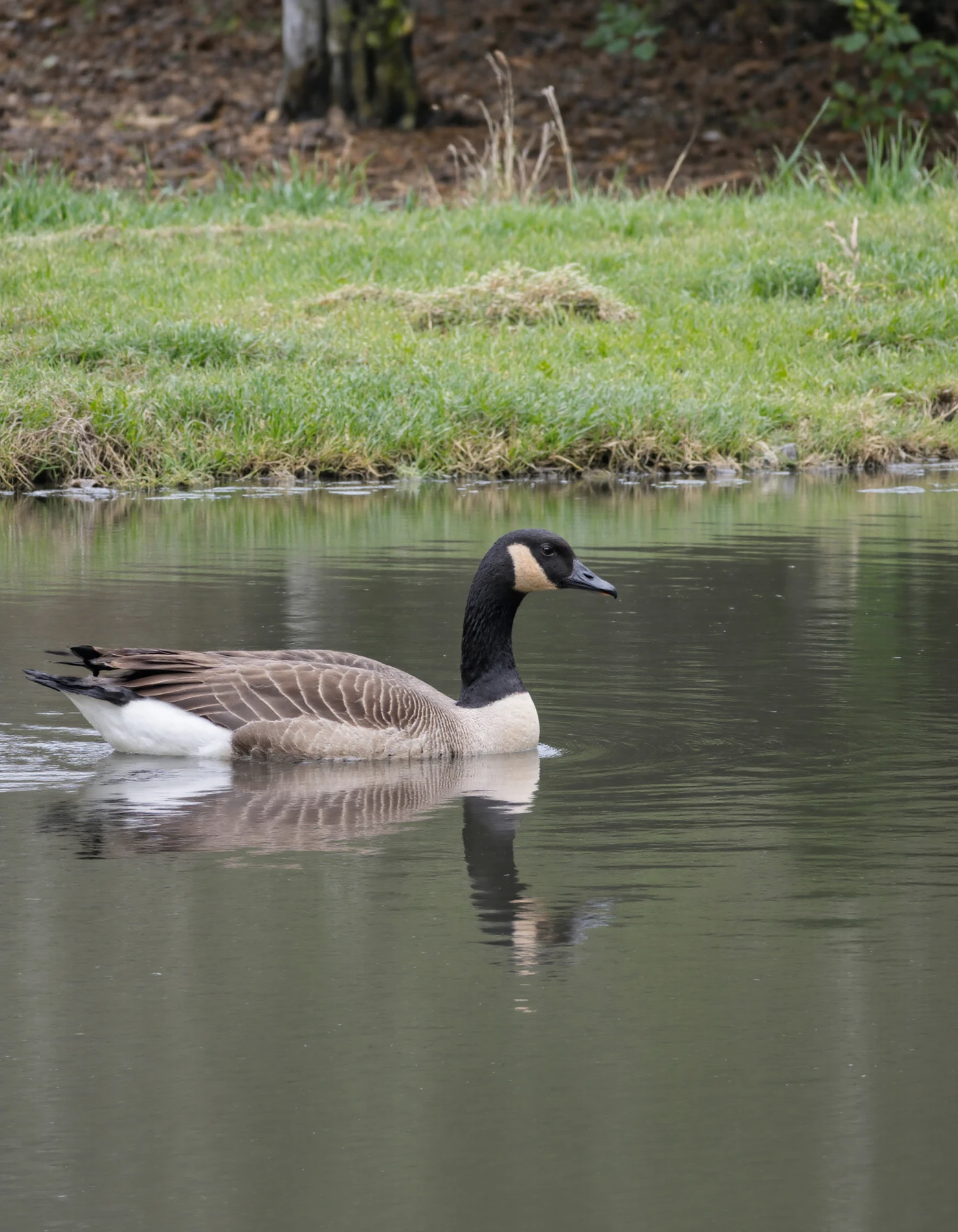 Canada Goose Swimming on a Calm Lake with Reflection #40318