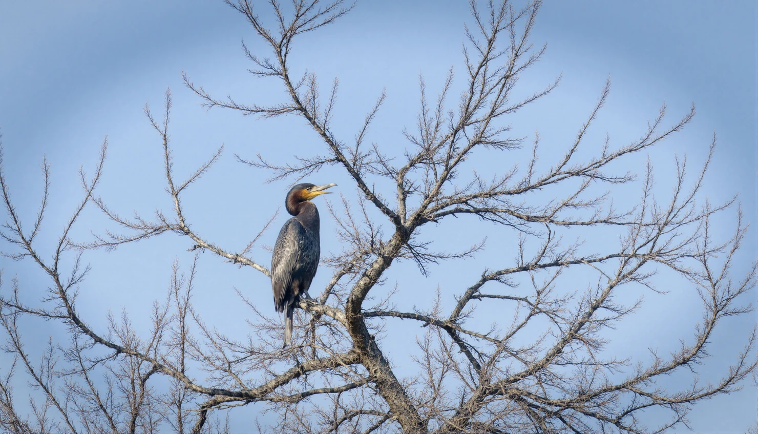 Cormorant perched on bare tree branches against a clear blue sky #40319