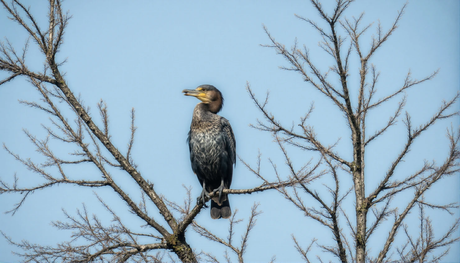 Cormorant perched in a tree with a blue sky background #40320