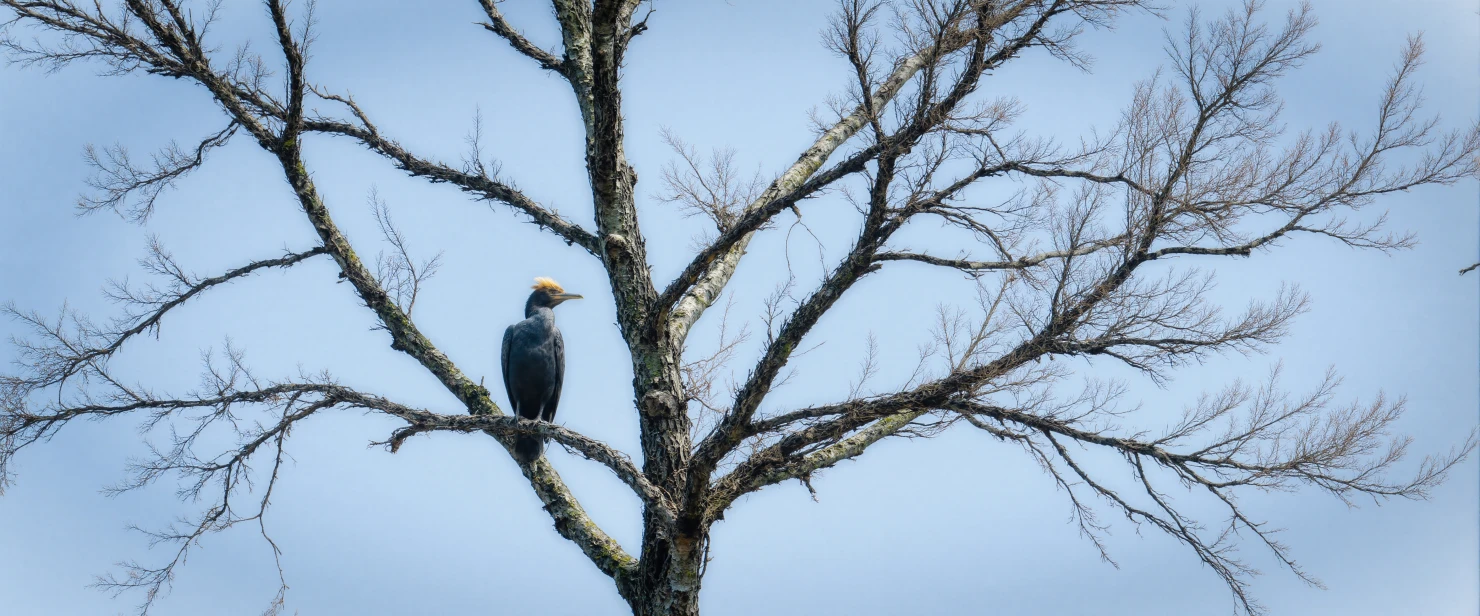 Cormorant Perched on a Tree Branch #40321
