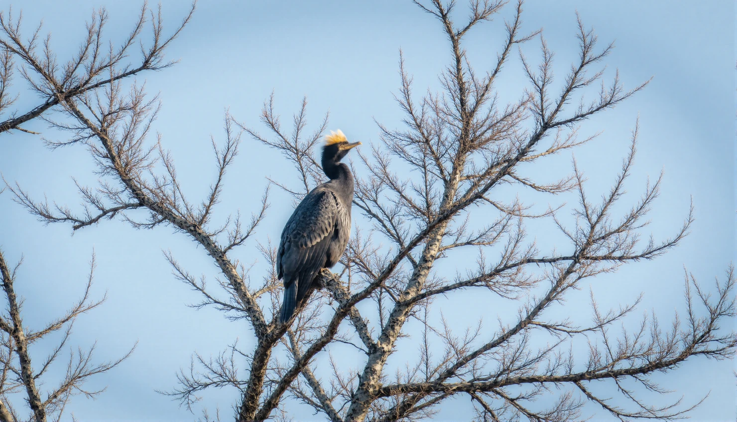 Double-crested Cormorant Perched in a Tree #40322
