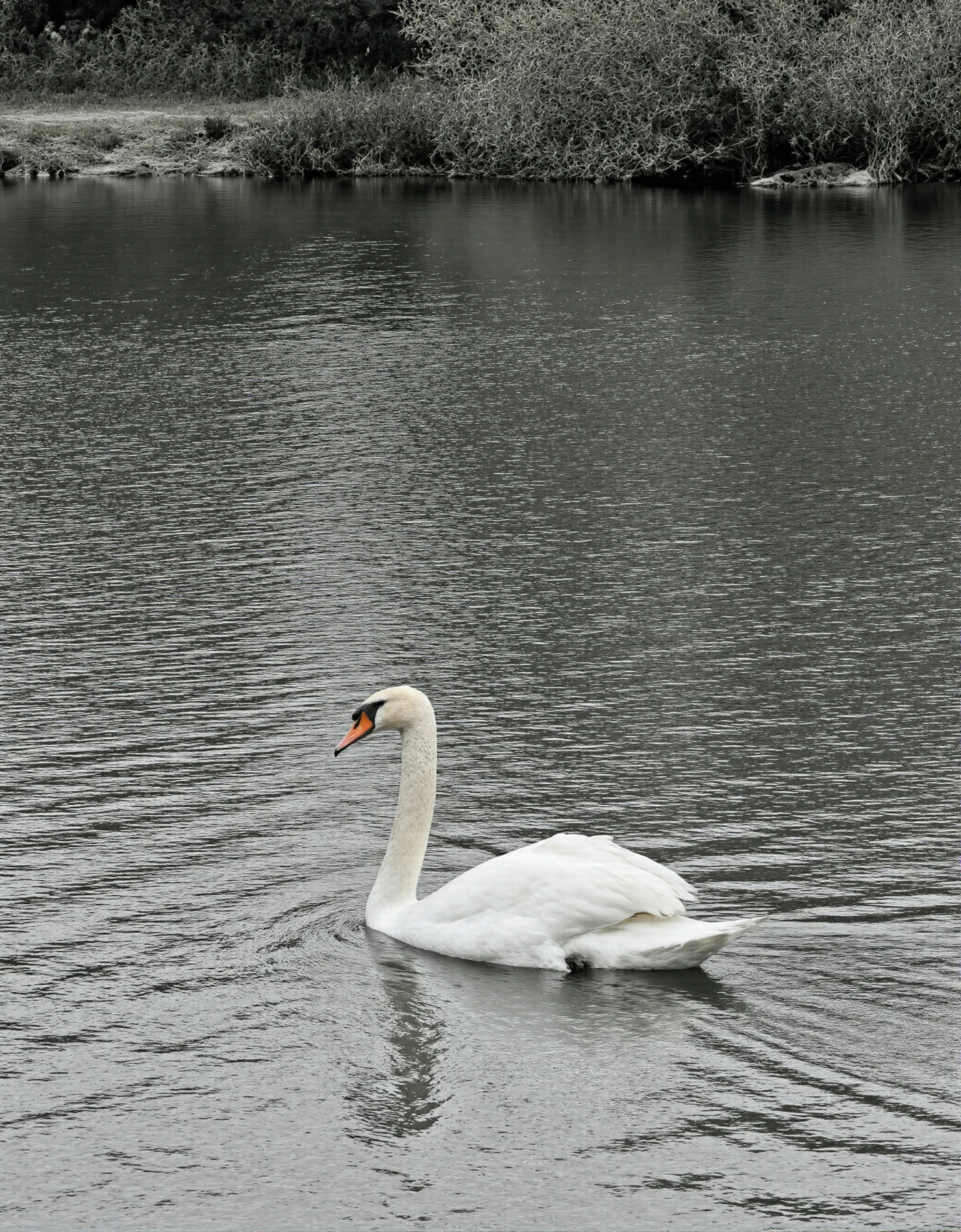 Swan gracefully gliding on calm water in monochrome. #40323