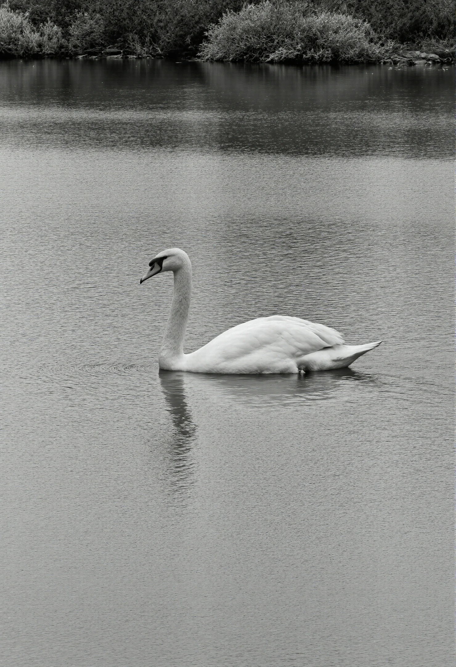Swan gracefully gliding on serene lake #40324