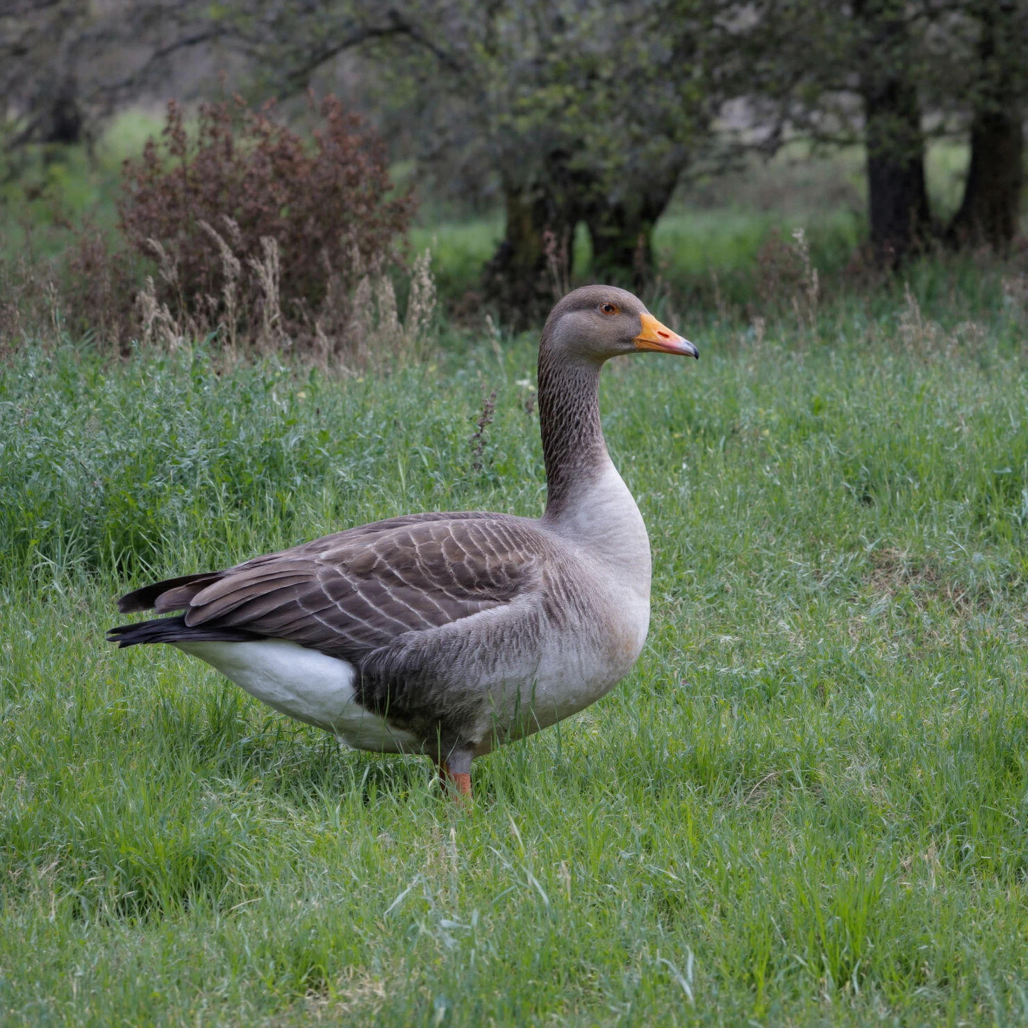 Goose standing in a grassy field, side view, daylight. #40325