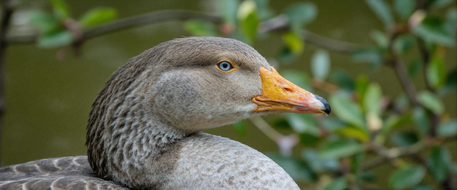 Close-up of a goose with blue eyes and orange beak #40326