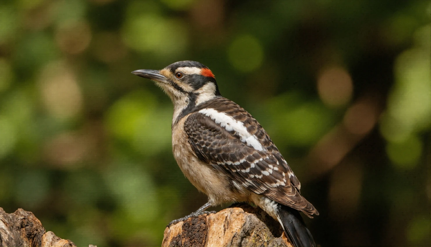 Woodpecker perched on a tree stump in a natural environment #40327