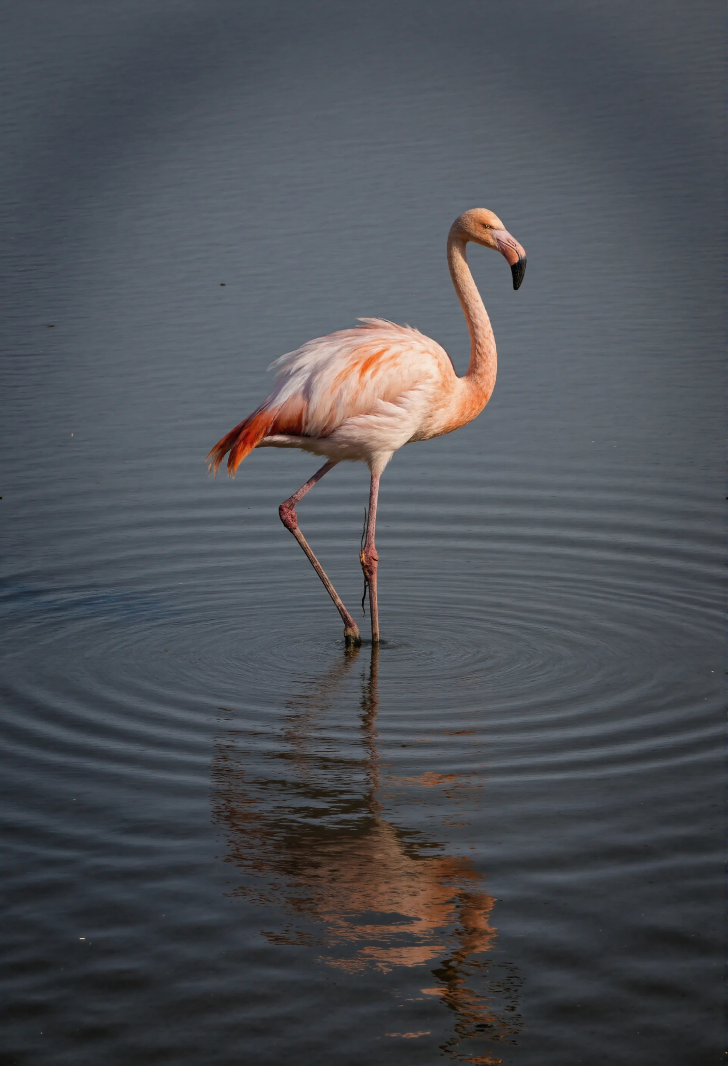 Elegant Flamingo Standing in Calm Water with Reflection #40328
