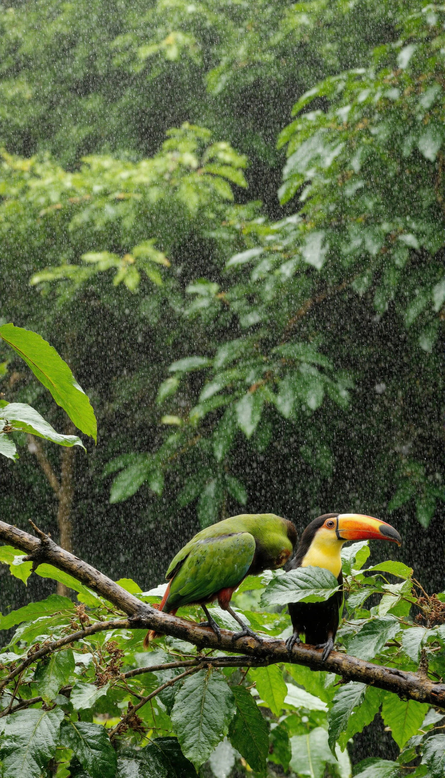 Two Toucans Perched on a Branch in a Rainforest During a Rain Shower #40329