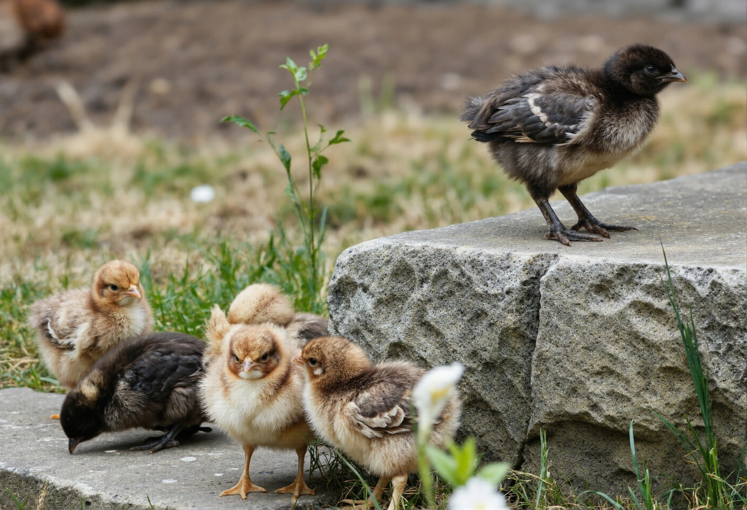 Group of Chicks Exploring Outdoors #40331