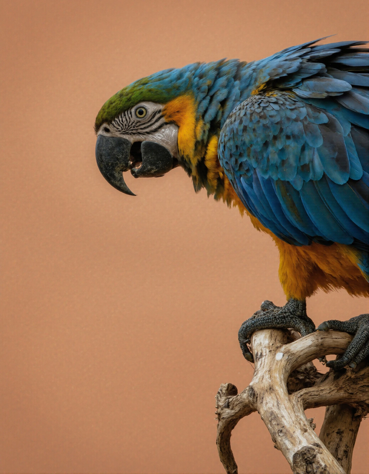 Blue-and-Gold Macaw Perched on Branch #40333