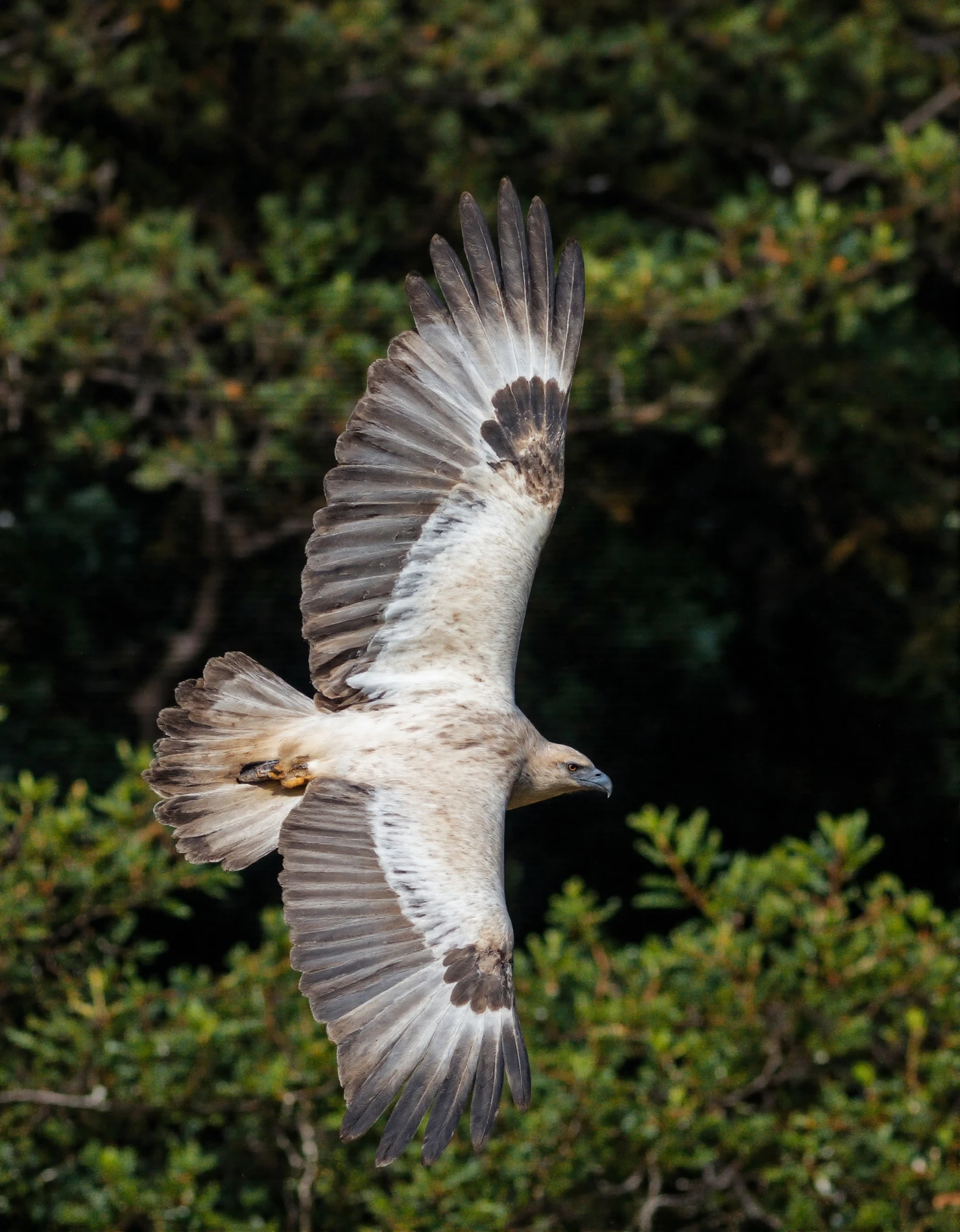 Majestic Eagle in Flight Against Forest #40335