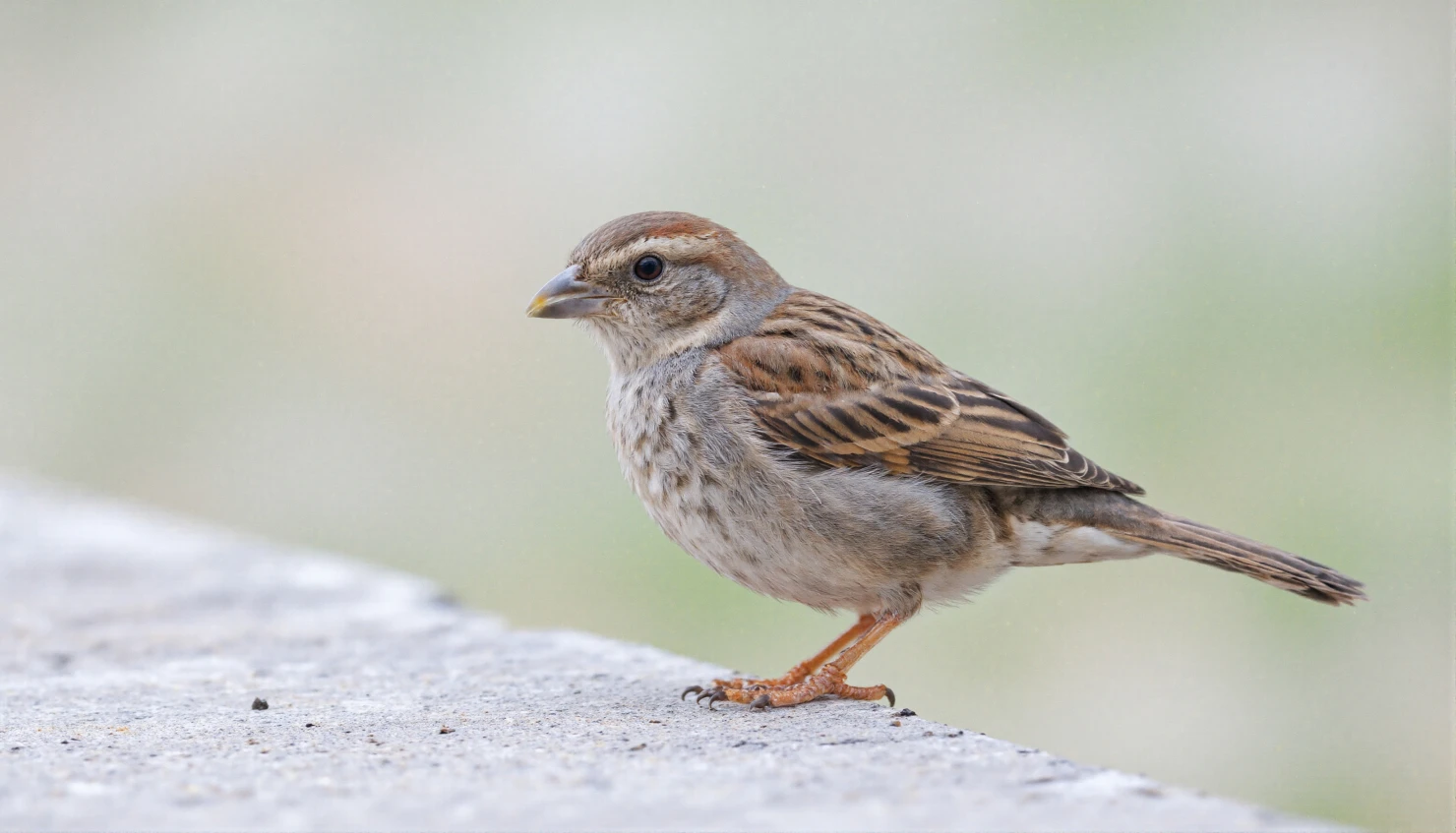 Close-up of a small brown bird perched on a concrete surface, looking to the side. #40336
