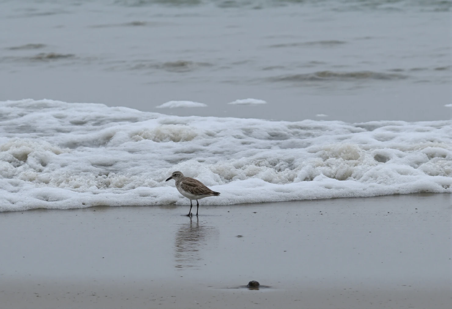 Sandpiper at the Shoreline, Serene Coastal Scene #40337