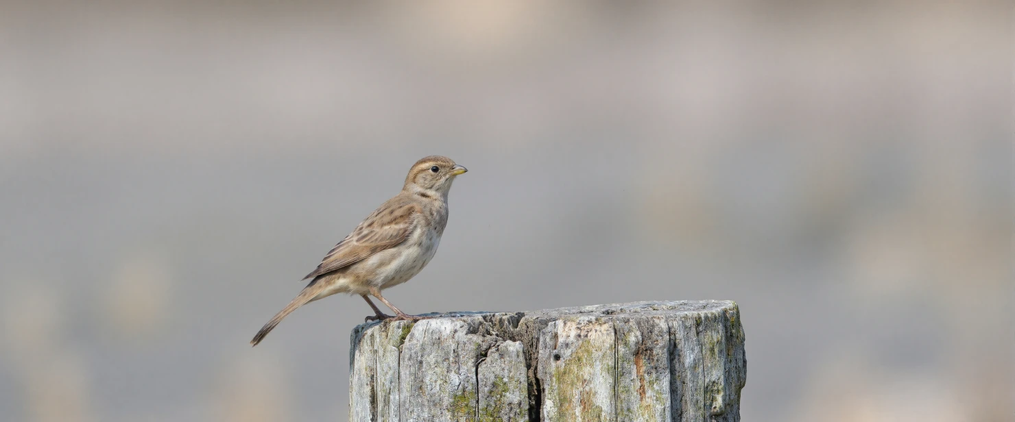 Bird Perched on a Wooden Post #40338