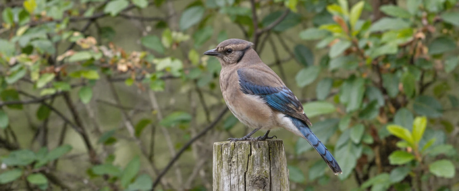 Blue Jay Perched on a Post #40339
