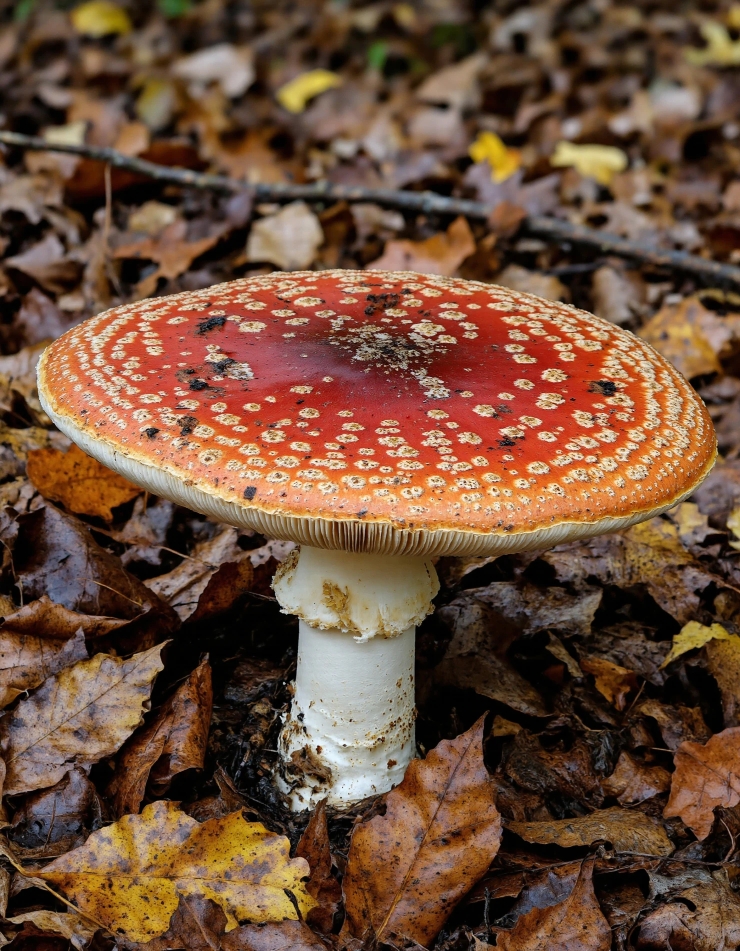 Vibrant Fly Agaric Mushroom in Autumnal Forest #40340