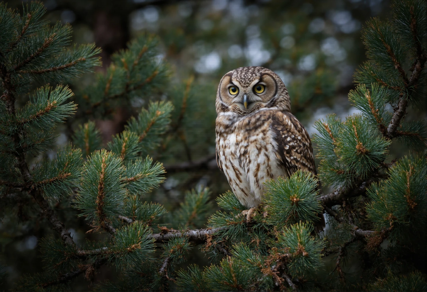 Owl Perched in Pine Tree #40341