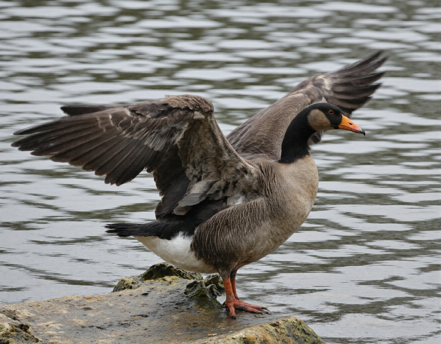 Duck with outstretched wings standing on a rock near water #40342