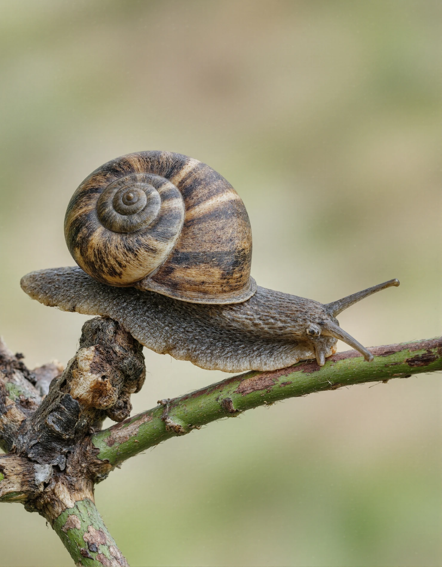 Snail on a Branch A CloseUp View of Nature's Slow Pace #40344