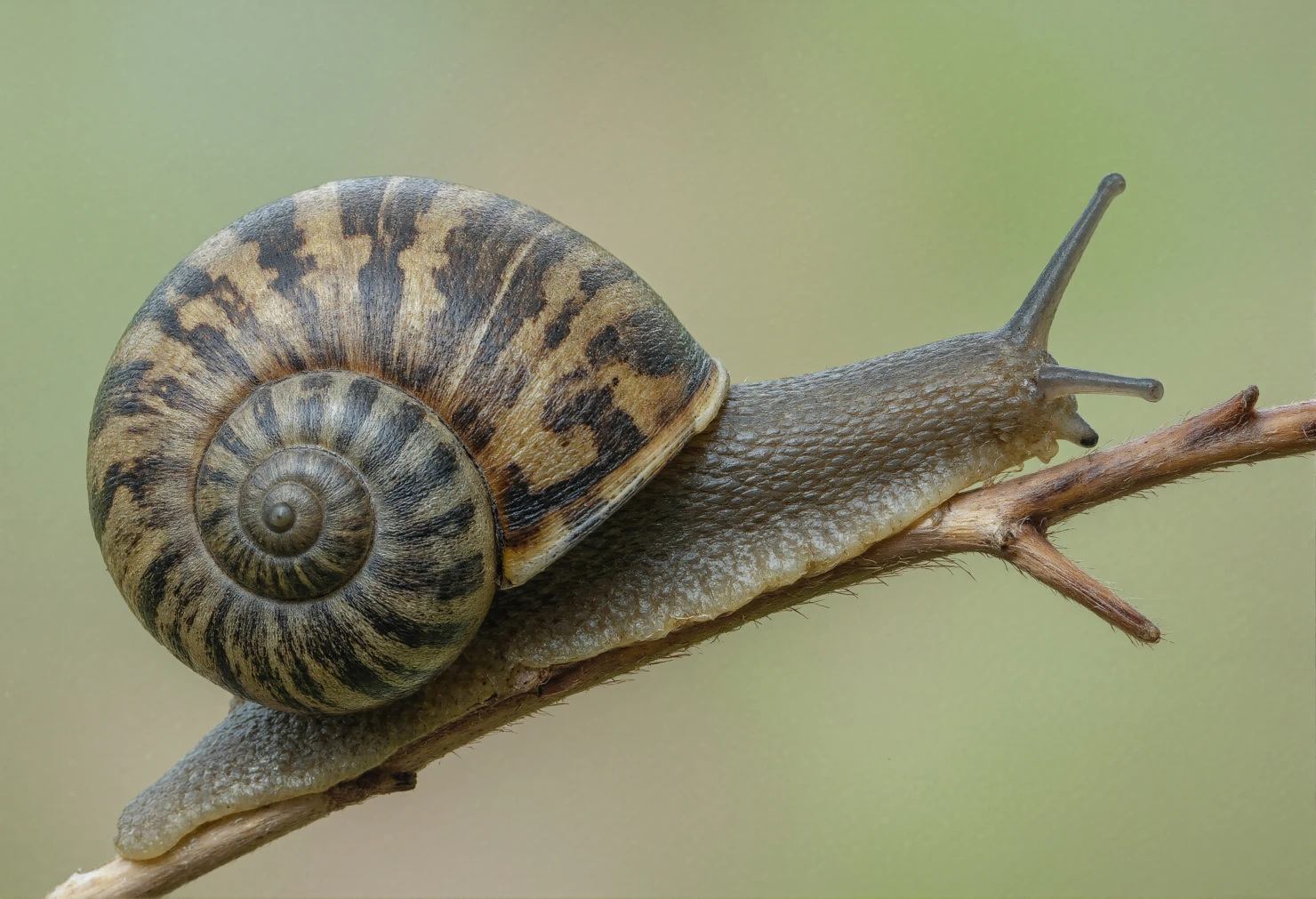 Snail clinging to a branch, showcasing its shell and body details. #40345