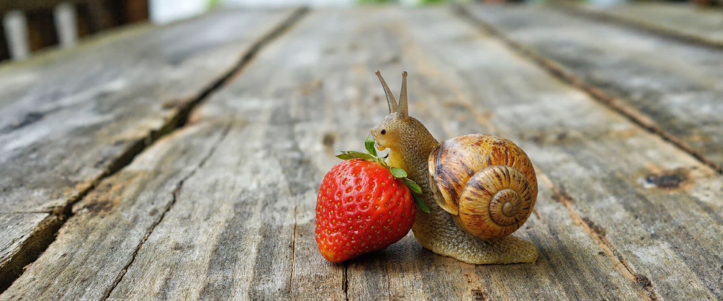 Snail Enjoying a Strawberry Snack #40347