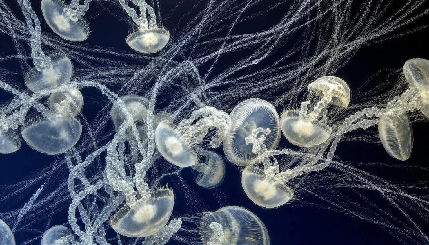 Luminous Jellyfish Swarm in Deep Ocean #40349