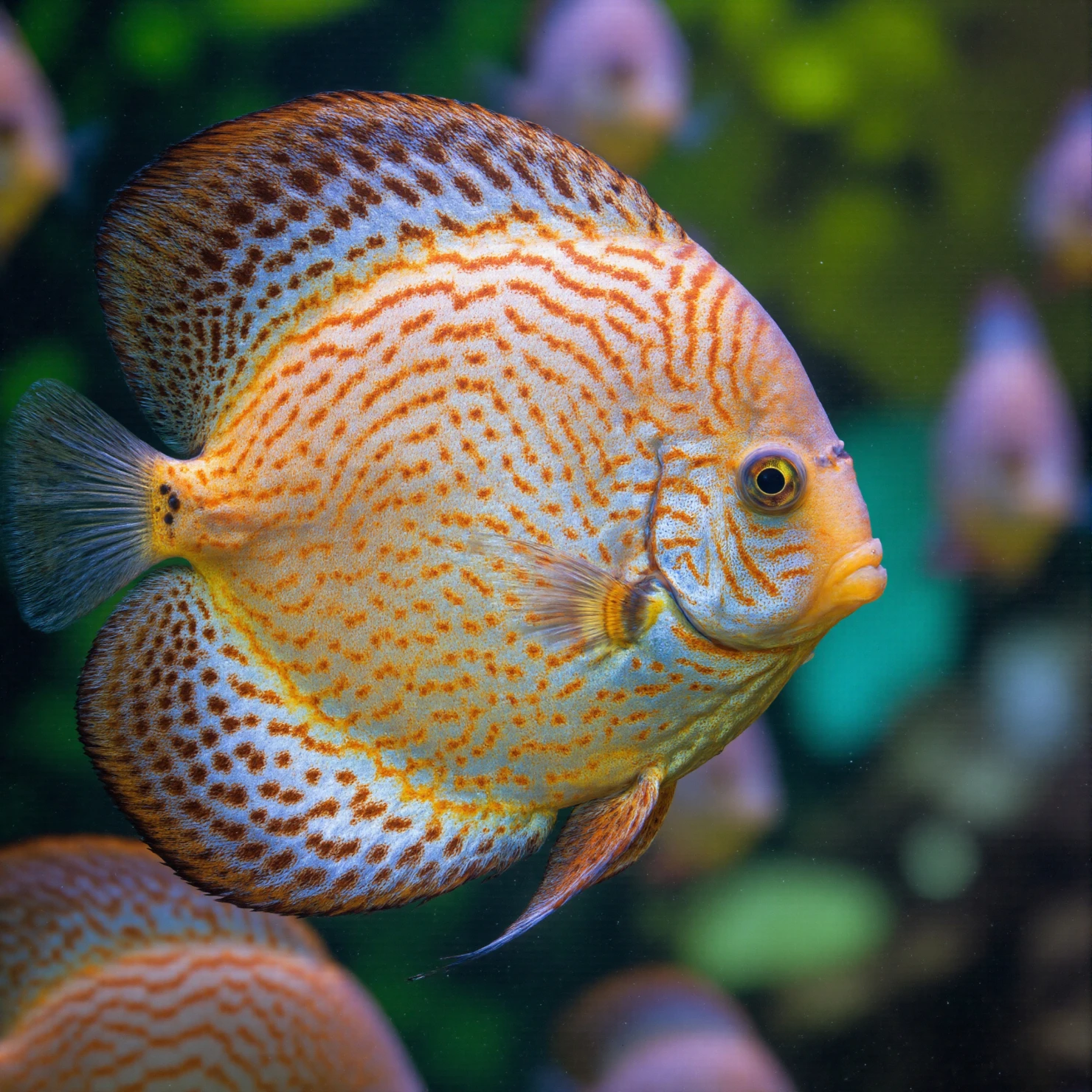 Close-up of a vibrant discus fish showcasing intricate patterns and coloration #40351