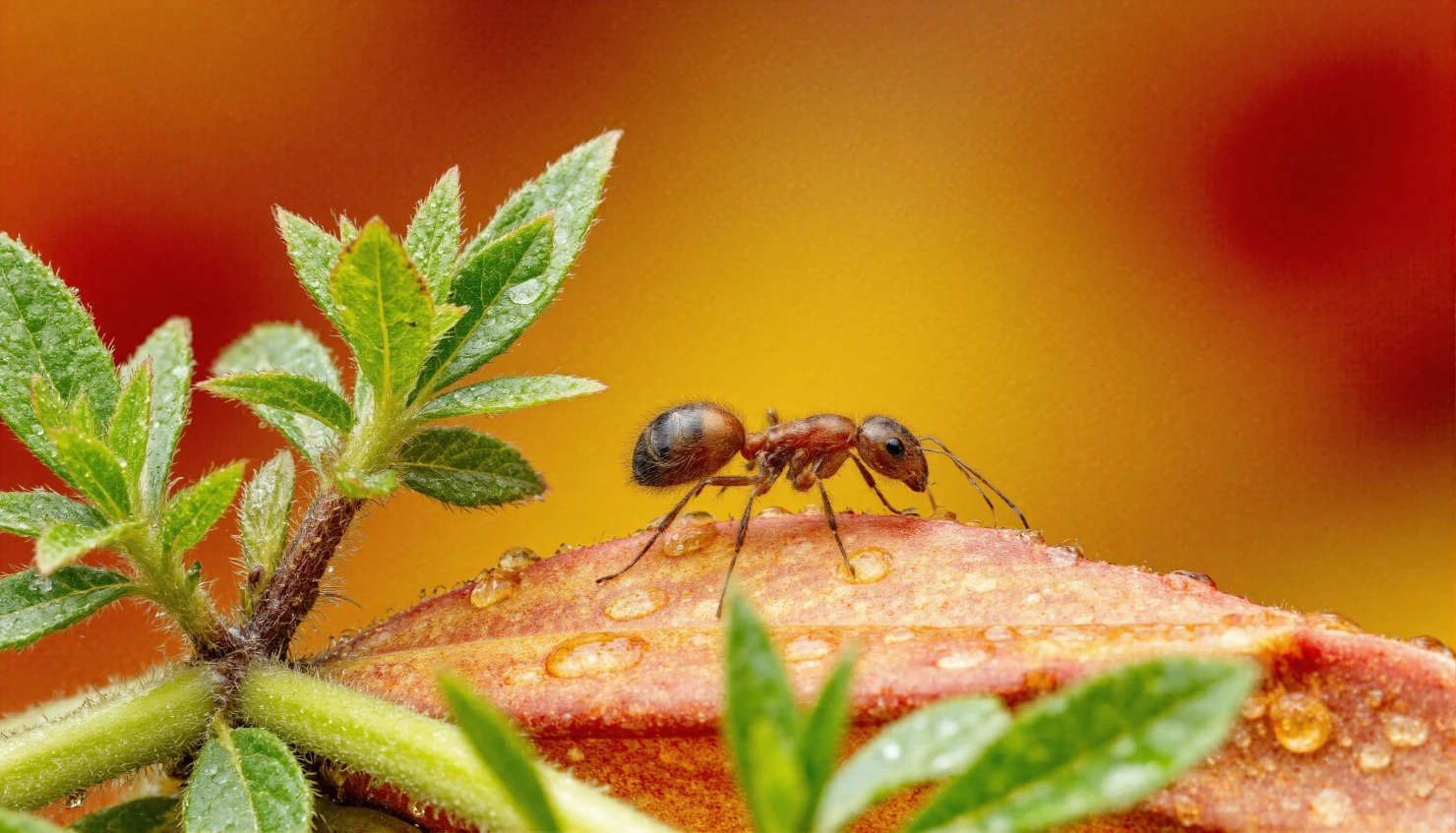 Ant on a leaf #40352