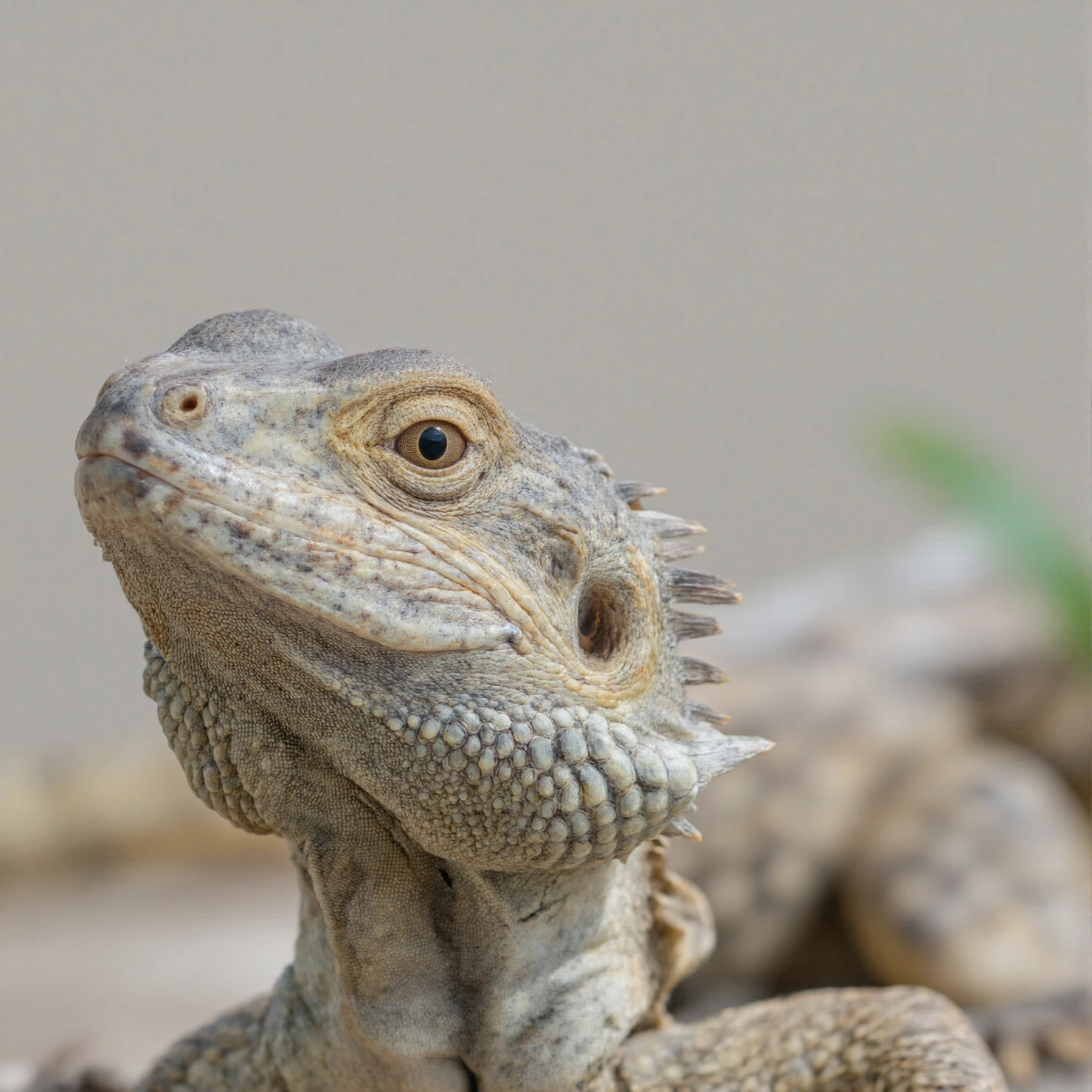 Close-up Portrait of a Green Iguana #40354