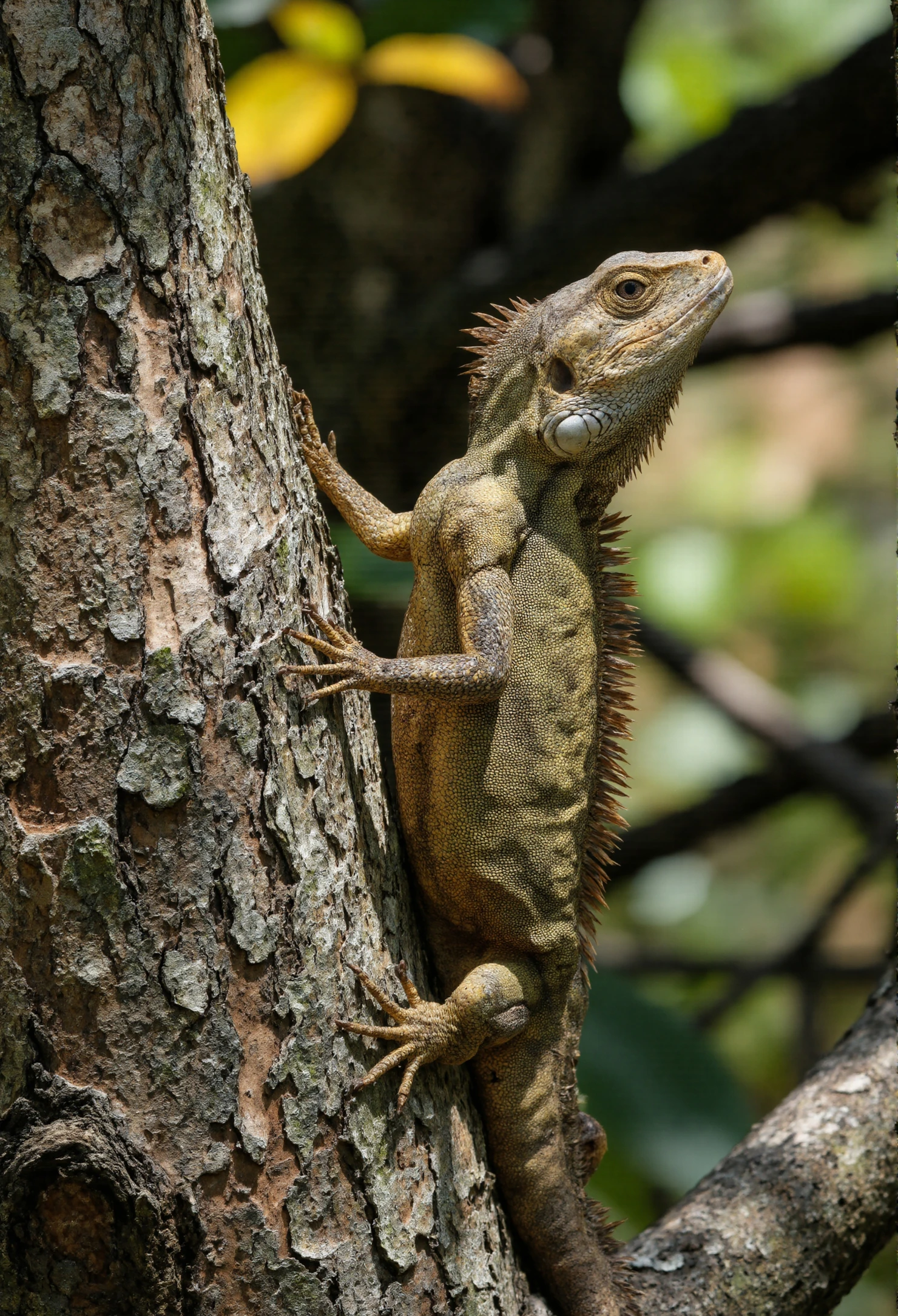 Lizard perched on tree branch #40355