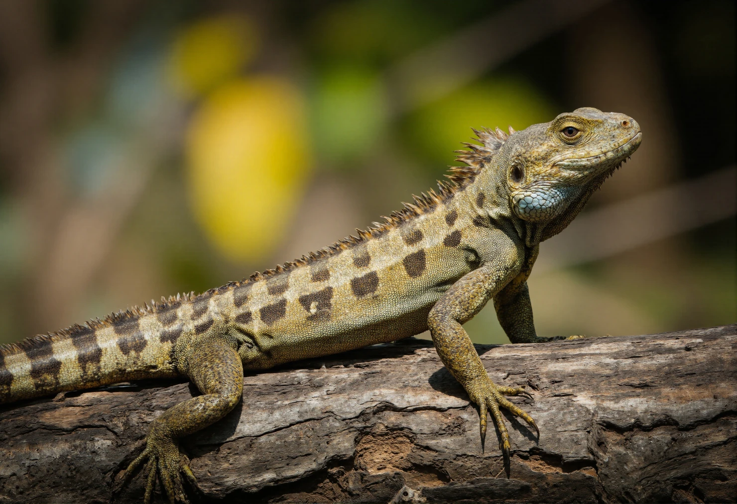 Spiny-tailed Iguana Perched on a Log #40356