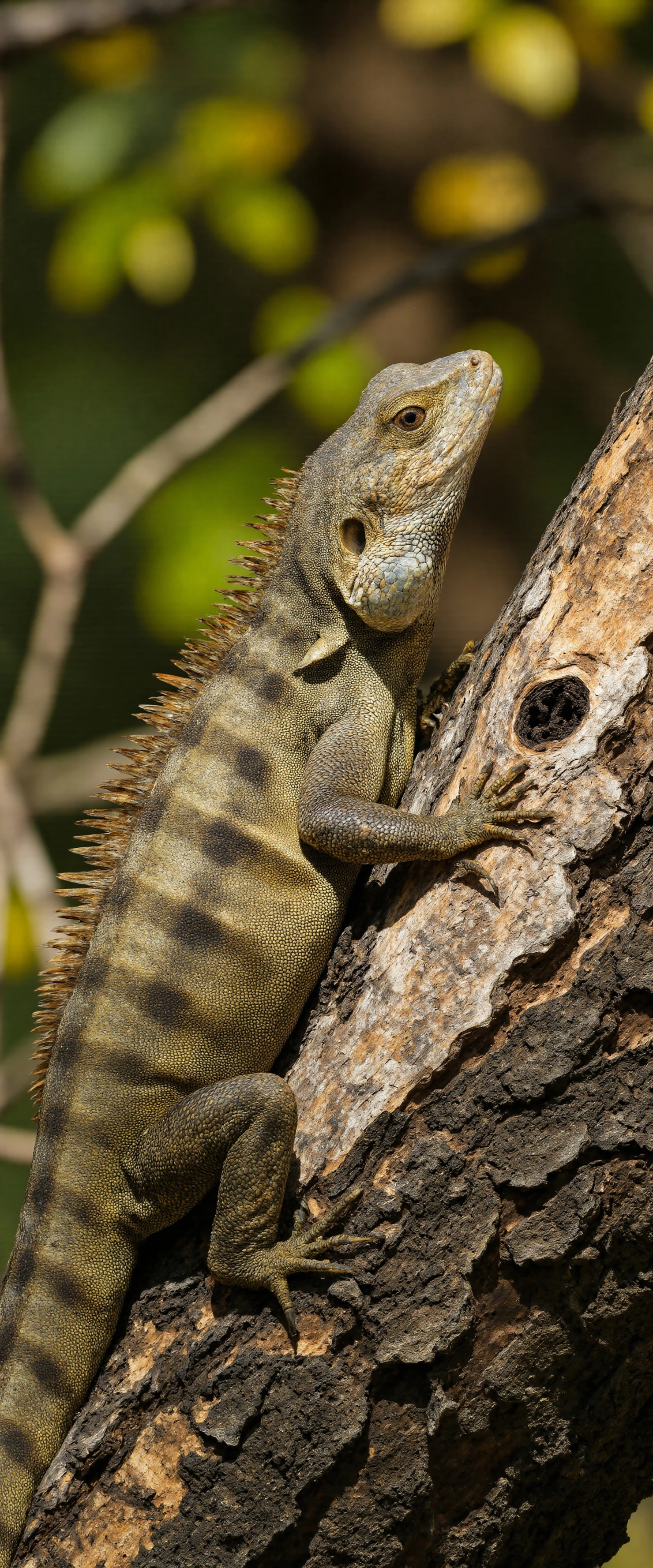 Lizard Perched on a Tree Branch #40357