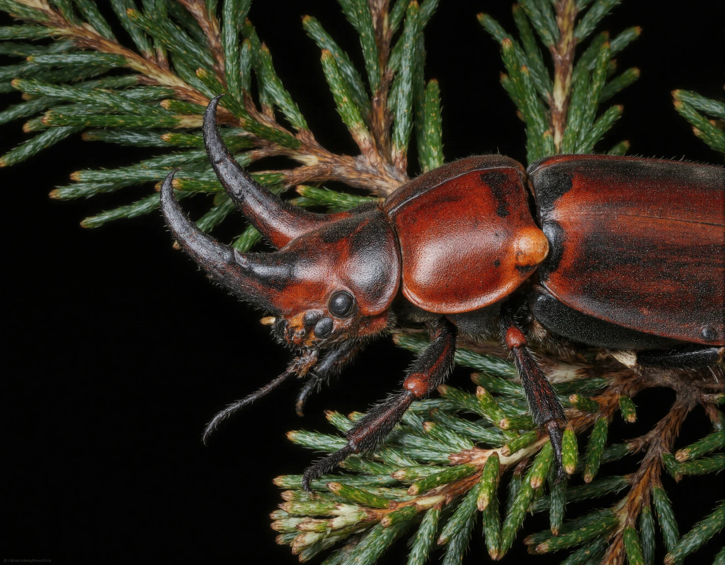 Rhinoceros Beetle on Evergreen Branch #40360