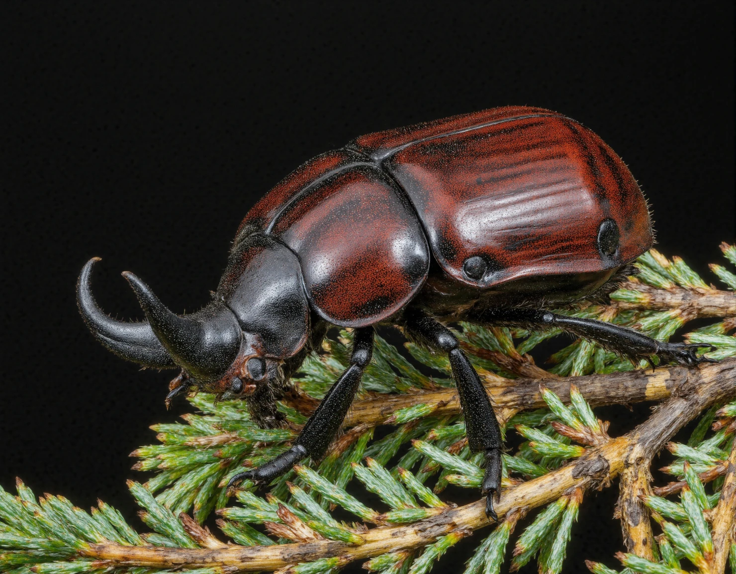 Rhinoceros beetle perched on a pine branch, close-up view against a dark backdrop #40361