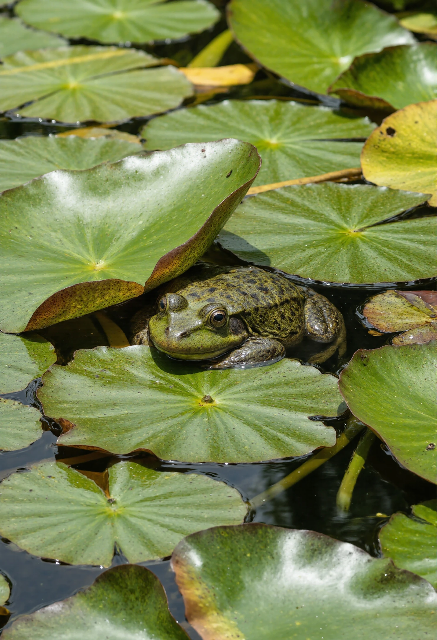 Frog Resting on Lily Pads in a Pond #40362