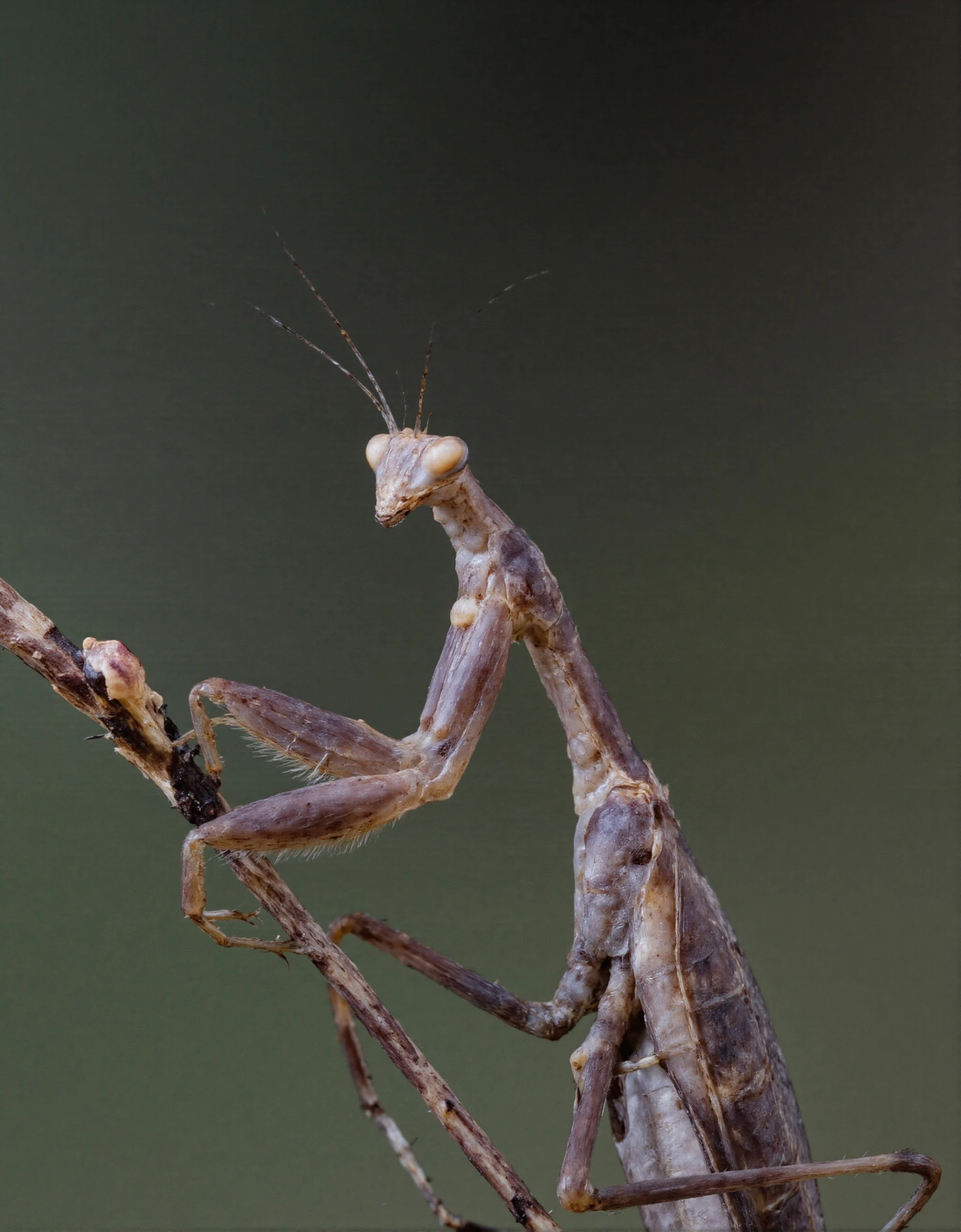 Praying Mantis Perched on a Twig #40363