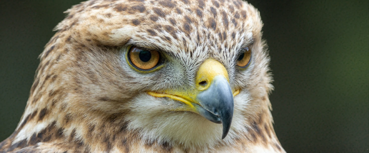 Close-up of a Hawk's Face #40364