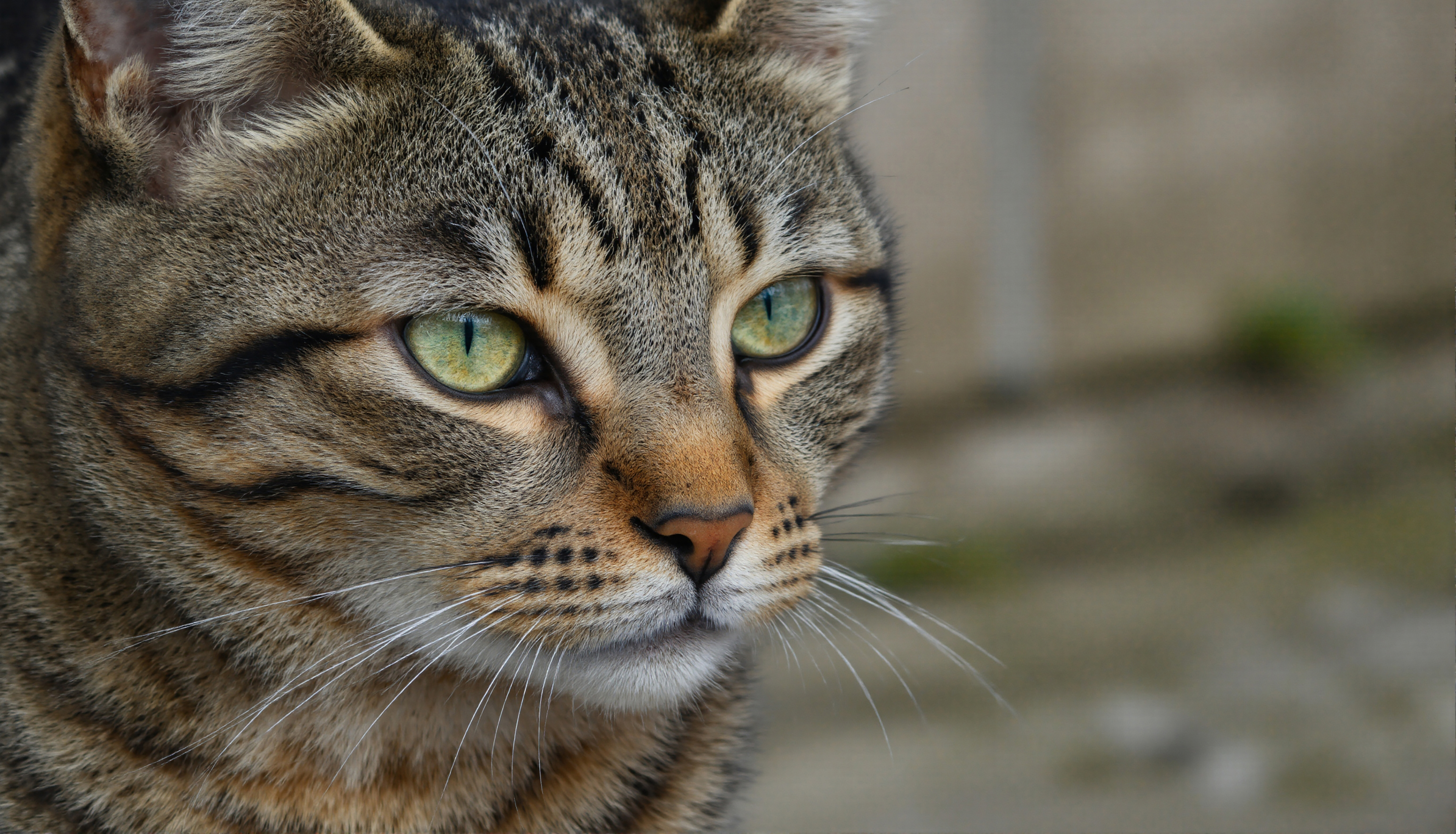 Close-up of a captivating tabby cat with striking green eyes #40391
