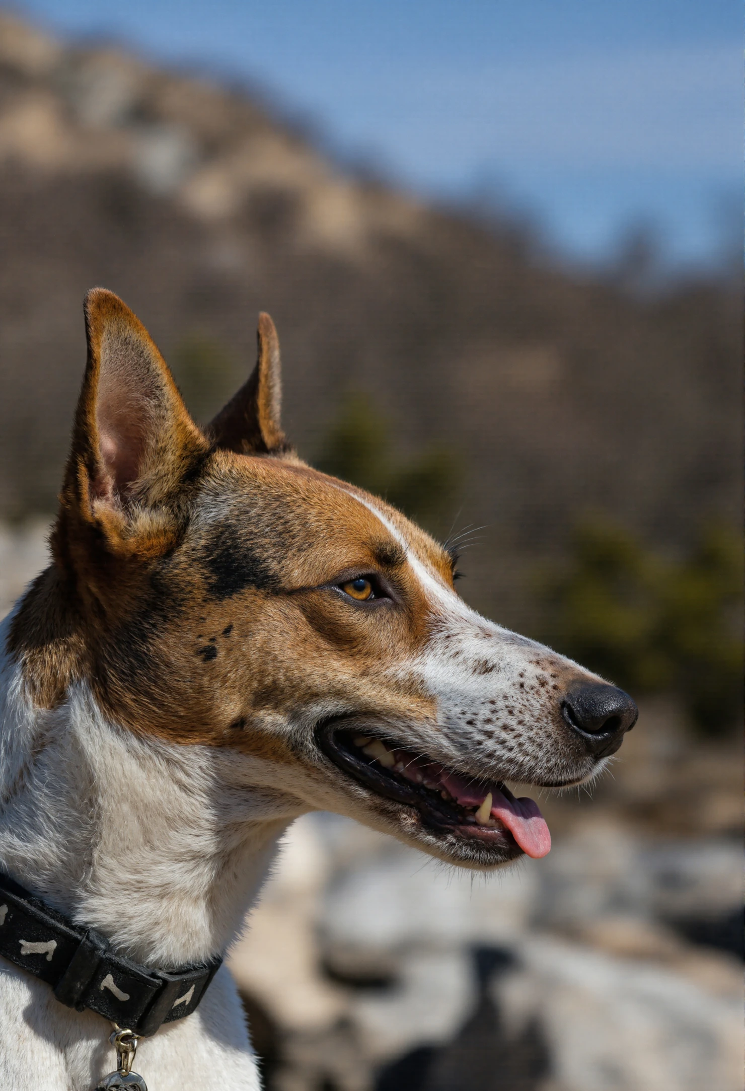 Happy dog with tongue out, wDog Portrait Outdoors A Curious Canine with Pointed Ears #40369