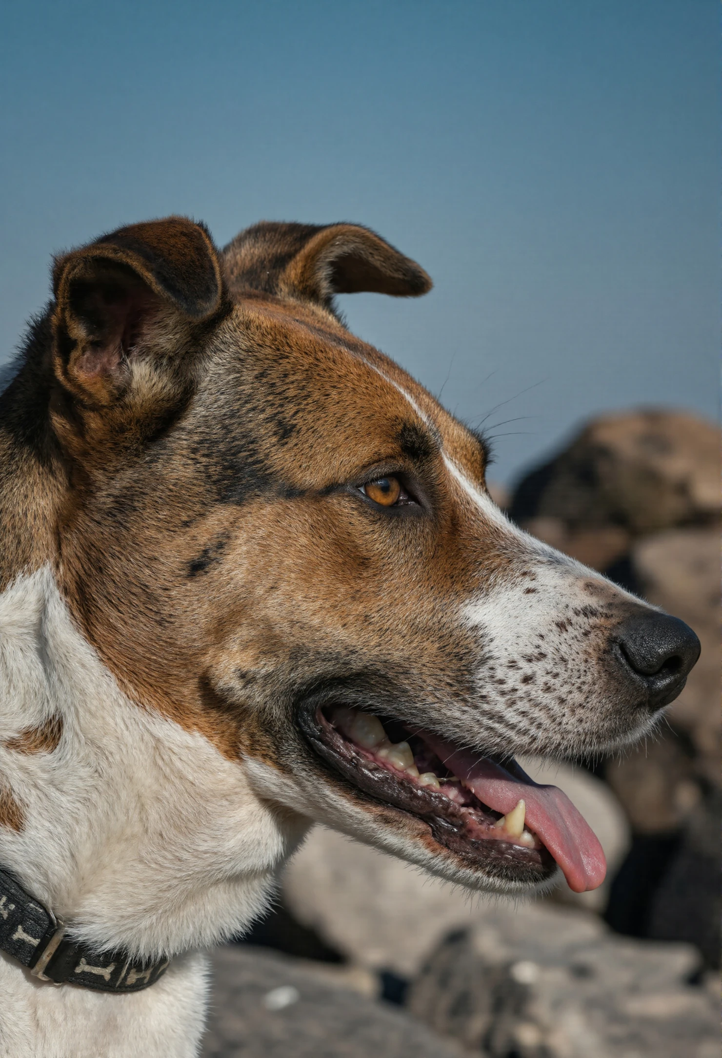 Close-up of a dog with brown and white fur, side profile, with its tongue out. #40370