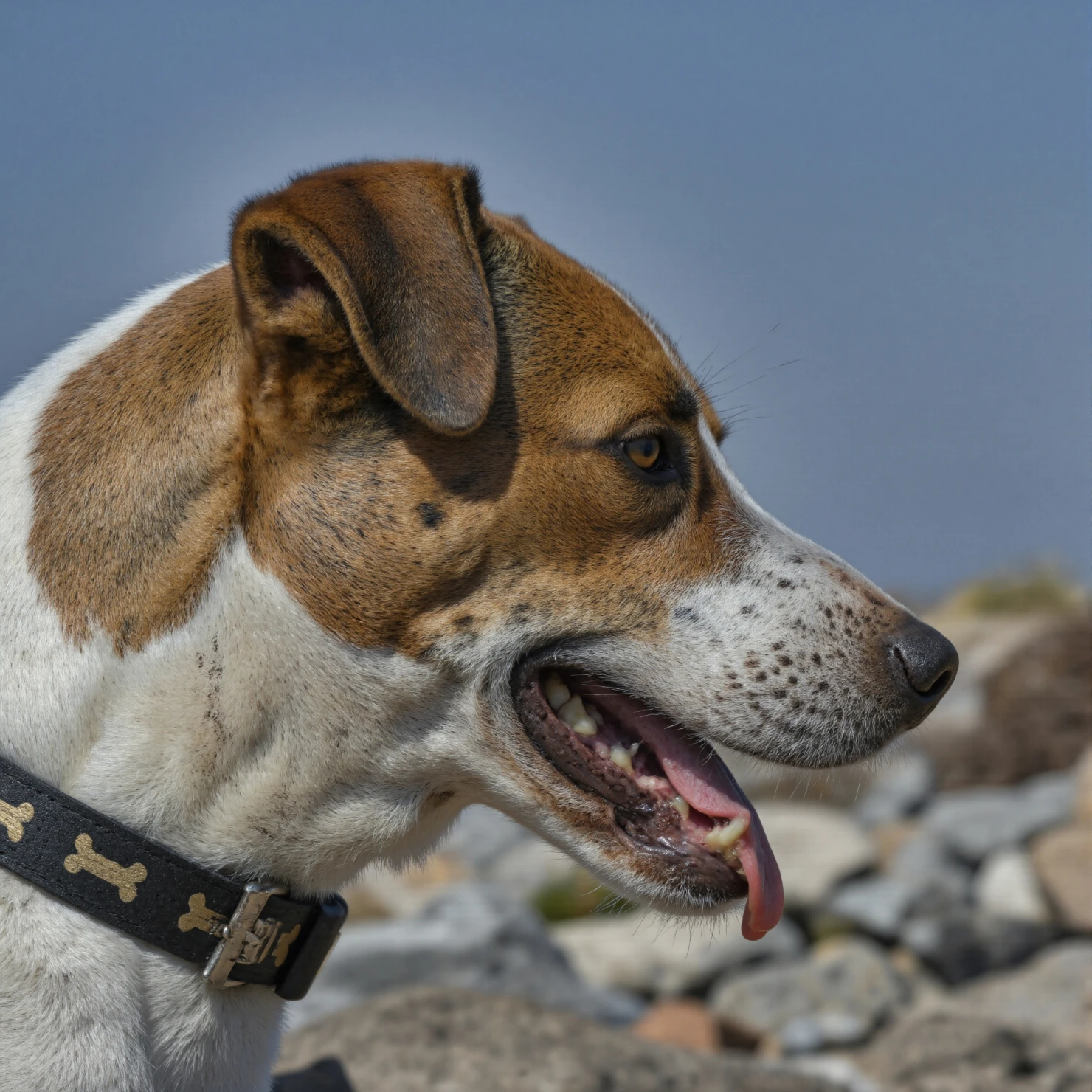 Dog Profile with Collar #40371
